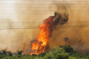 Área queimada no Pantanal chega a 122 mil hectares e força-tarefa intensifica combate