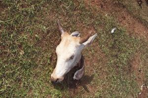 Ladrões invadem fazenda e abatem gado de 12 arrobas em Nova Andradina