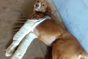 Família socorre cachorro atropelado e pede ajuda pra cirurgia de Caramelo
