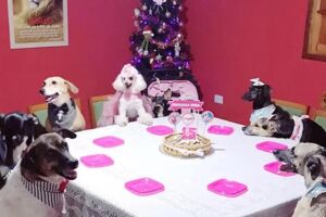 Com direito a valsa: cachorra ganha festa de 15 anos e comemora ao lado dos 'irmãos'