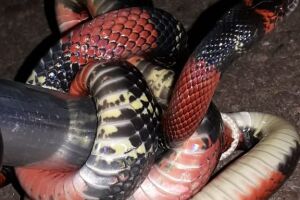 Moradora encontra serpente no quintal de casa no Nova Lima