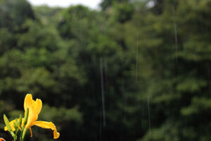 Verão começa com chuva em Mato Grosso do Sul