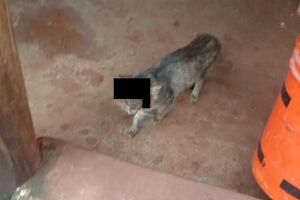 Violência extrema: gato tem olhos arrancados e cabeça furada em Rio Brilhante
