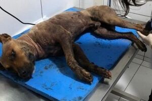 Cães encontrados em chácara para rinha eram assados e comidos