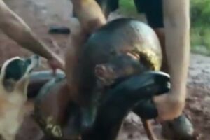 Cachorro Negão é abocanhado por sucuri e ciclistas lutam para salvar vida do mascote