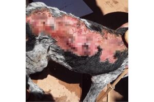 Cão é atacado com água fervendo em Anastácio; voluntários conseguem ajuda