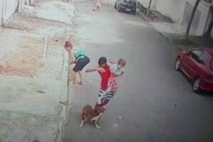 Herói: rapaz salva criança de 5 anos de ataque de pitbull