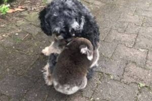 Bebê coala confunde cachorro com sua mãe e dá abraço apertado