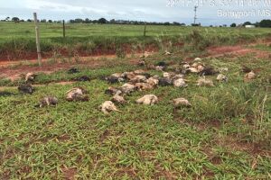 Lamentável: PMA flagra descarte de 100 aves mortas em área rural de Batayporã