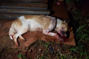 Moradora do Panamá mata cadela a pauladas