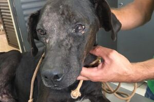 Cachorro desnutrido é resgatado pela PMA e dona multada