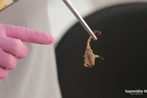 Paranaíba tem média de duas picadas de escorpião por dia em 2020