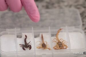 Infestação e acidentes diários com escorpiões podem ser evitados com medidas simples; APRENDA