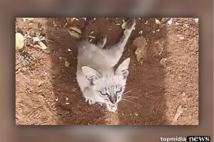 VÍDEO: gatinho é atropelado e abandonado sem movimento nas patas