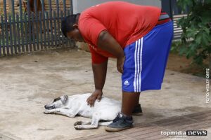 Abelhas atacam trabalhadores e matam dois cachorros em Campo Grande