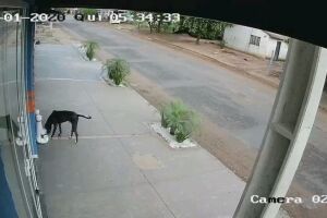 Cachorro 'ladrão' furta comedouro de pet shop e foge
