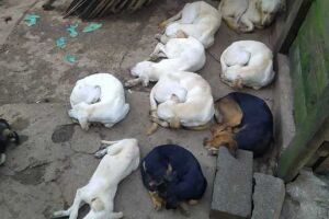 Polícia resgata 22 cães em situação de maus-tratos