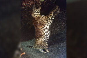 Onça de 140 quilos é atropelada e morre na BR-262