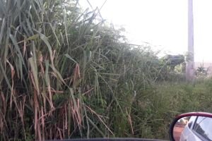 Moradora desabafa sobre terrenos sujos no Bosque da Saúde: 'virou criadouro de ratos'