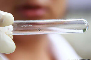 Mato Grosso do Sul já registra 13 mortes por dengue