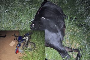 Vaca é atropelada por carro e moto e morre em Glória de Dourados