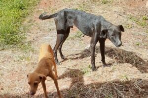 Jovem é presa e multada em R$ 2 mil por maus-tratos a dois cachorros