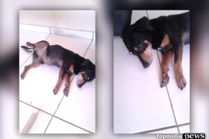 Diarista resgata cachorro com ferimento no olho e pede ajuda para cirurgia