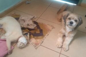 Frentista acusa vizinho de matar gatinho de estimação a pauladas