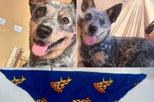 Petshop que perdeu cachorra oferece R$ 500 de recompensa para encontrar animal