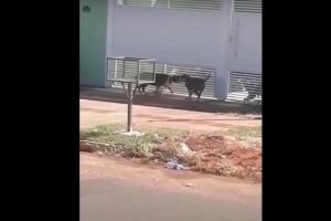 VÍDEO: pitbulls soltos na rua tacam terror em vizinhança no Itamaracá
