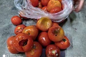 Procon encontra cebolas cheias de larvas e produtos vencidos em mercado de Campo Grande