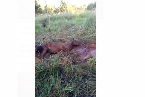 VÍDEO: cavalo é surrado com pneu no Inápolis e resgatado depois de quase morto