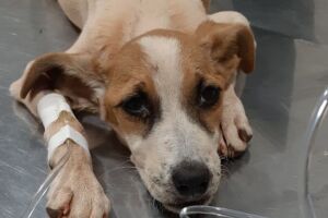 SÓ POR DEUS: cachorra morre de fome e dona justifica que 'ganha pouco' em Costa Rica