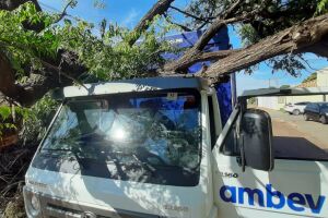 ATRASOU A ENTREGA DA CERVEJA: árvore cai em caminhão de bebidas na Vila Margarida