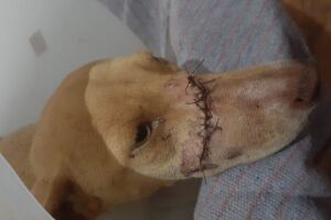MALDADE: agressor da cadela 'Amarelinha' é identificado pela polícia em Ivinhema