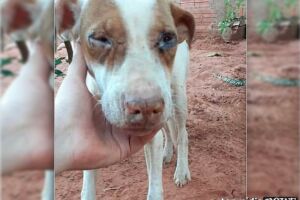 Vivendo nas ruas, cachorrinha está debilitada e ong pede ajuda para exames em Campo Grande