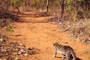 ACHADO DAQUELES: bióloga fotografa felino ameaçado mundialmente de extinção em MS