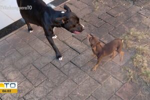 CASO RARO: Pinscher é 'suspeito' de engravidar cadela pitbull