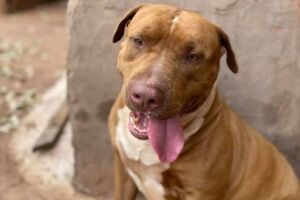 Morador de rua mata Pit Bull com três facadas em Ribas do Rio Pardo