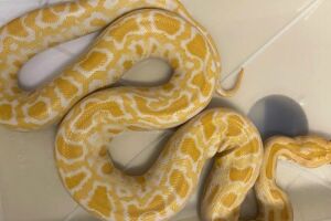Após acidente com naja, criadores entregaram voluntariamente 7 serpentes ao CRAS