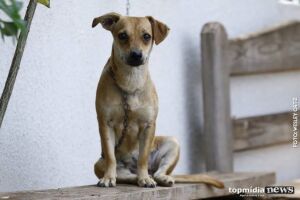 Cachorro do vizinho latindo? Vereadores aprovam lei para multar donos de cães em SC