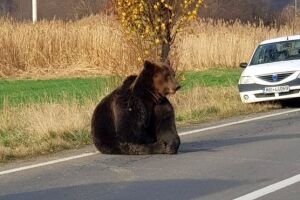 Desespero: por telefone, pai ouve filha ser atacada e morta por urso no Canadá