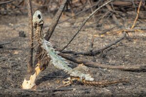 Total de queimadas no Pantanal já supera o registrado em agosto de 2019
