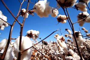 Preço do algodão sobe no campo e roupas podem ficar mais caras