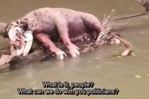 VÍDEO: relato de anta morta por queimadas no Pantanal vira assunto internacional no Twitter