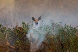 Fotógrafo registra fuga de animais e destruição das queimadas no Pantanal