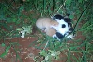 VÍDEO: mulher abandona filhotinhos de gatos em porta de morador em Ivinhema