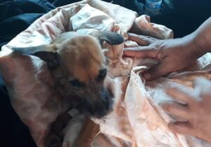 Vídeo: cadelinha abandonada para morrer em terreno baldio precisa de ajuda para sobreviver