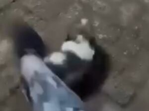 Suspeita arreme&ccedil;a animal no ch&atilde;o e ainda chuta o filhote