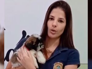Suspeita divulgou v&iacute;deo jogando e chutando filhote em pra&ccedil;a p&uacute;blica